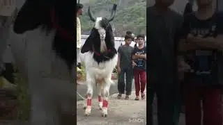 pata style #no1 #funny #beautiful #pata great