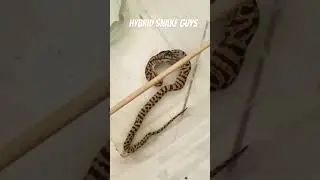 BOCIL LAPAR #reptiles #snake #hybrid