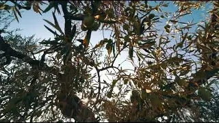 ACEITUNAS LOSADA - Tierra, simiente, lluvia y sol