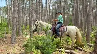Nova Quarter Horse Mare