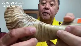 ShofarMaker v2270_21&rdquo;AG66. Adullam Gibborim Ram 2T fine tuned Shofar. Full Natural. 