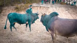 SYANG U MA (DEIMON) VS RYIEM U MA (REJAK)