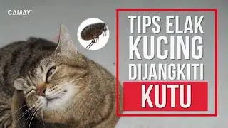 TIPS ELAK KUCING DIJANGKITI KUTU