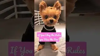 Famous Dog Quotes - If you obey the Rules You miss the Fun 😎 #funnydogs #dog  #quotes
