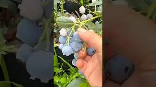 Gently picking ripe blueberries fresh from the garden, full of natural sweetness and flavor