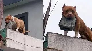 A Man Was Arrested For Training His Dog To Throw Bricks At People Who Rang His Door Bell