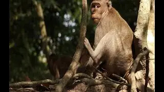 Duchess Mama Monkey Daily/Awesome Monkey Duchess Bring Her Baby To  Eat Young Tree And Grass