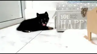 Kingston - Mini Pomsky