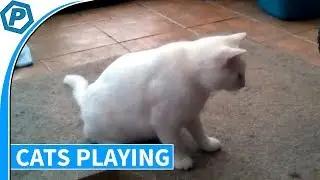 Cats Playing with a new toy | Cats Feather Toy | Patreon Request | 2018-02-03