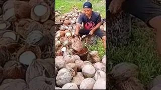 Coconut harvesting and cracking: impressive technique