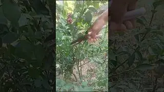 गुलाब की कटिंग करे और दुबारा फूल प्राप्त करे#rose flower cutting#ytshorts #gardening #flowers