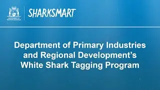 White Shark Tagging Program | Department of Primary Industries and Regional Development