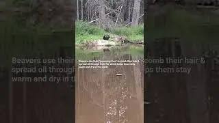 Beaver Land & Wildlife salon #animalplanet #naturepbs #wildlife #ponds #bbcearth #short #fy #beavers