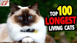 🐈 All Cats Lifespan - TOP 100 Longest Living Cat Breeds! #2