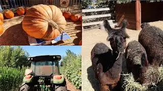 Largest Pumpkin Patch, Barnyard Petting Zoo, and Cornfield Hayride