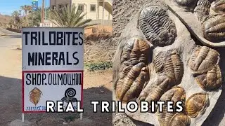 Digging For REAL Trilobites in Morocco!  #Fossils - Trilobite Fossils