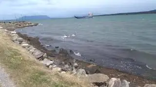 Uccelli marini /Oiseaux marins
