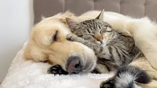 Amazing Love Between a Golden Retriever and a Cat [CUTEST VIDEO EVER]