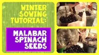 Winter Sowing Spinach Tutorial : Malabar Spinach - How Many Seeds To Sow in My Jugs?