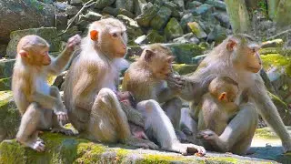 Monkey Kenzo seem Jealous & he won't allow auntie Luna & Jovi grooming her mama | Katrina family