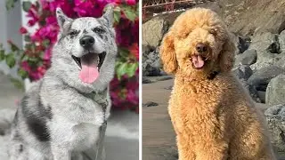 2 dog deaths, reports of abuse prompt investigation of San Francisco pet sitter from popular app