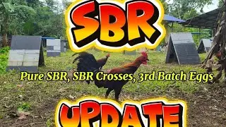 SBR Butcher, SBR Pullets, SBR Crosses & 3rd Batch of Eggs, Backyard Update #mtbanahawgamefarm 
