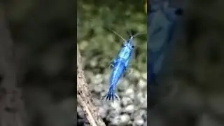 Blue&Wild