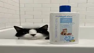 Bon produit -  Four Paws Magic Coat Shampooing pour chats et chatons Cat Shampoo