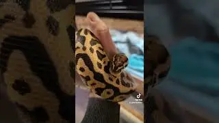 Python regius / Python royal #shorts #serpent #reptiles #pythonregius #newyear #animals