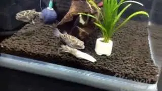 Figure 8 puffers swimming around food (frozen prawn)