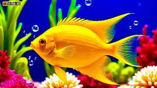 Immersive 4K Ocean Aquarium: Unwind with Jellyfish & Vibrant Fish