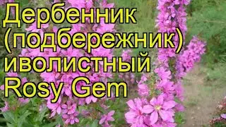 Дербенник иволистный Рози Джем. Краткий обзор, описание характеристик lythrum salicaria Rosy Gem