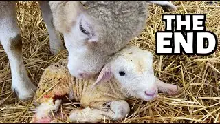 The end of winter lambing 2022...  time to face the music. 🥺 | Vlogmas 2022 | Vlog 658