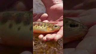 Something remarkable about California golden trout, and their narrow home headwater stream.