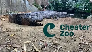 Chester Zoo | Full Tour | October 2025 | Part 1 