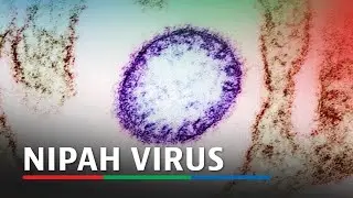 EXPLAINER - What to know about Nipah virus after cases emerge in India | ABS-CBN News