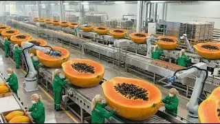 Inside a Modern Dried Papaya Factory: From Fresh Tropical Fruit to Perfectly Sweet Chewy Slices