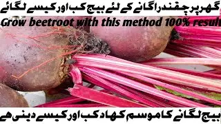 Grow Beetroot | chukndar with this method | tips & tricks | high production | organic | full info