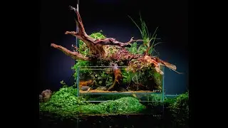 Paludarium - s&aring;dan kan du ogs&aring; bruge akvarieplanter.