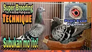 Perfect Breeding Technique for Racing Pigeons /Super Tip