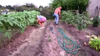 An Okra Garden, Scott, Louisiana