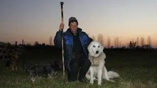 Au adus oile pe HOTAR din cauza URȘILOR | Povești ciobănești cu baciu Virgil - video 2021