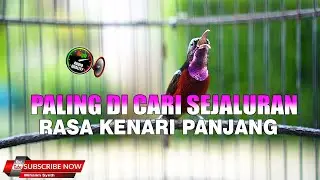 INI MATERI KONIN SEJALURAN YANG PALING DI CARI UNTUK MASTERAN PANCINGAN KOLIBRI NINJA