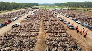 Cara Gila Amerika Musnahkan Jutaan Babi Liar Di Negaranya
