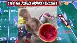 Stop The Jungle Monkey Violence: Try Not To Laugh 308 #detroitpayso #monkey #food #funny #fight 