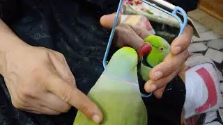 My Mitthu(tota) Talking Front Of Mirror 😍🥰🦜 | Lovely Parrot So Funny