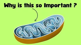 What are Mitochondria?