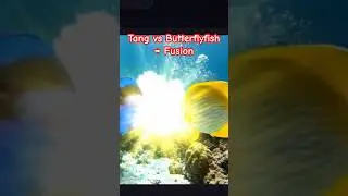 Tang vs Butterflyfish 🌊 Epic Fusion on the Reef