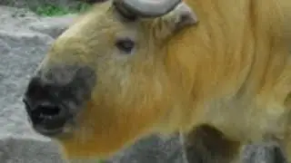 Sichuan Takin Sound Effect