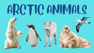 Learn About Arctic Animals Names And Sounds - Polar Region Animals For Kids - Polar Animals Names